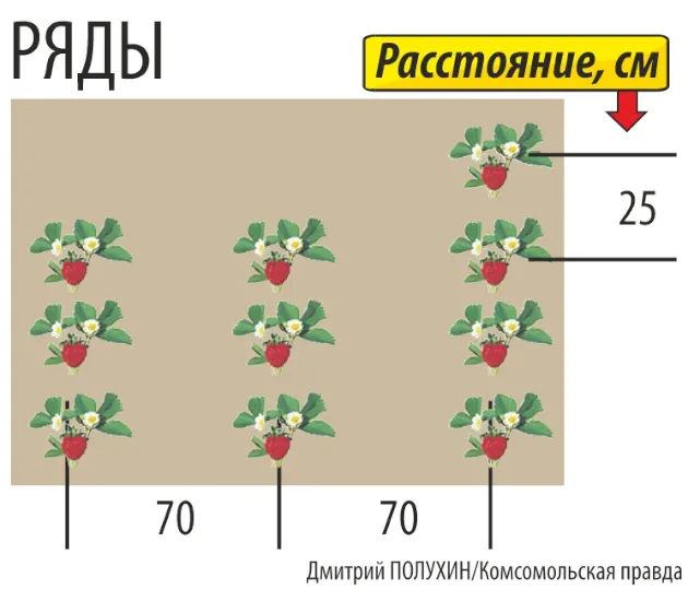 Секреты и правила выращивания клубники в открытом грунте: 8 сортов, которые порадуют урожаем 3