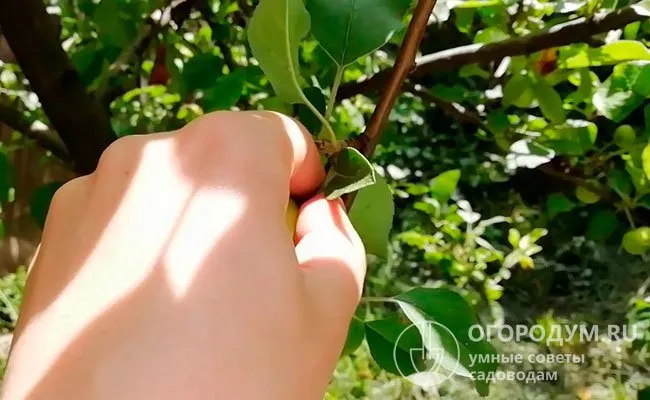 Удаление цветков после пересадки