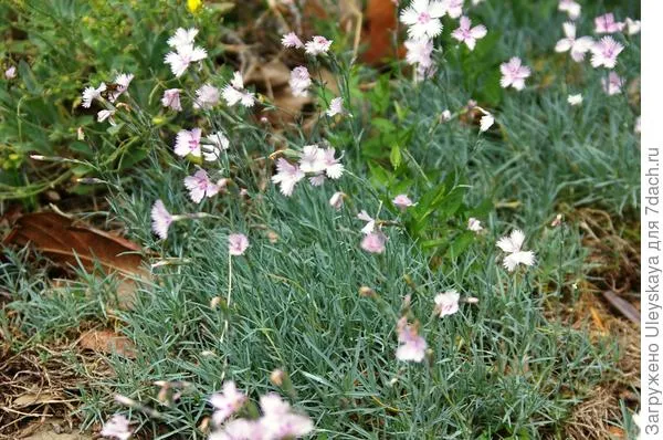 Гвоздика китайская (Dianthus chinensis). Ботаническая иллюстрация