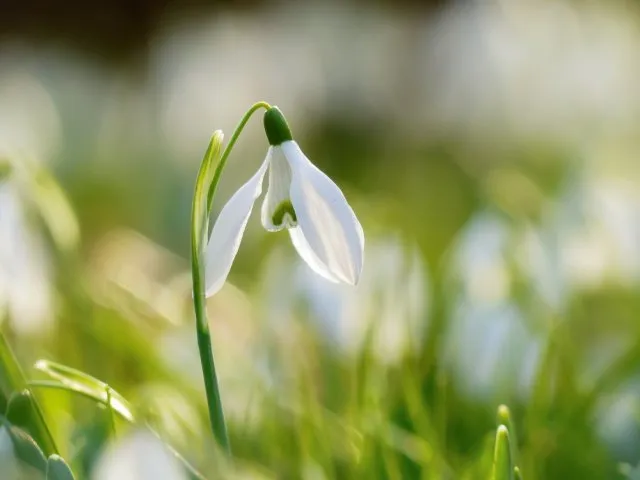 Подснежник (Galanthus)