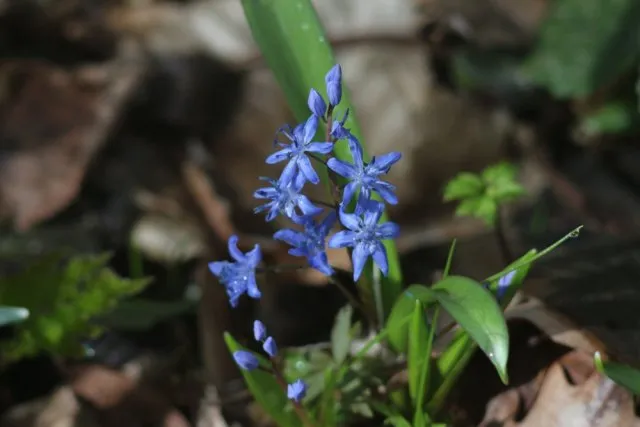 Пролеска сибирская (Scilla siberica)