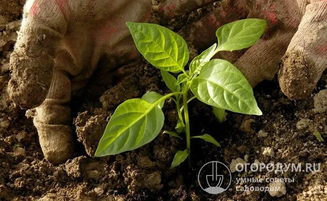 Подращенные сеянцы желательно пересадить до появления бутонов