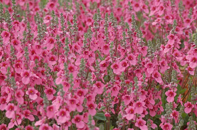 Diascia fetcaniensis 