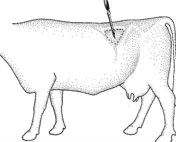 Зачем коровам делают дырку в боку 6