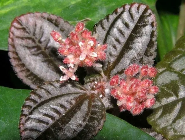 Пилея Спруса (Pilea spruceana)