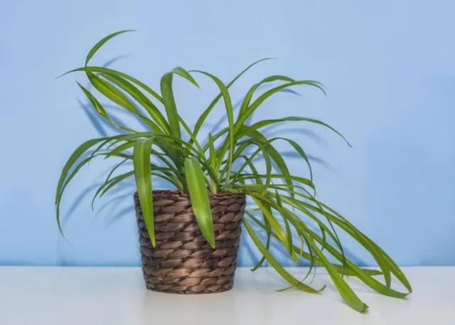 Хлорофитум капский (Chlorophytum capense)