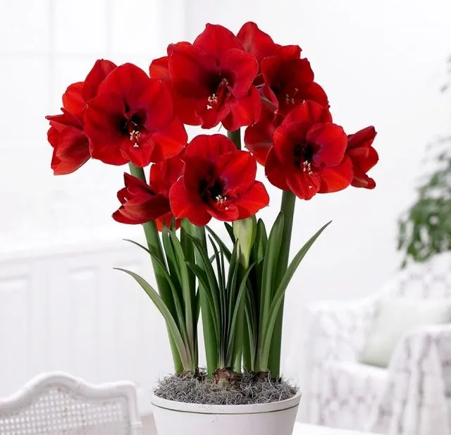 Гиппеаструм (Hippeastrum)