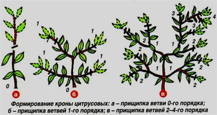 Как правильно обрезать мандариновое дерево в домашних условиях: пошаговая инструкция