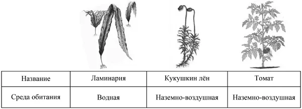 Устройство увеличительных приборов 2