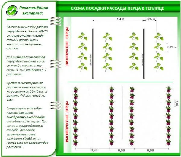 Как правильно формировать перец. Четыре простых этапа 2