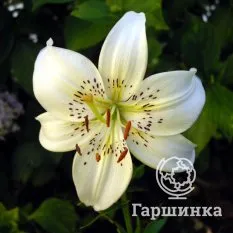 Вайт Твинкл (White Twinkle)-2