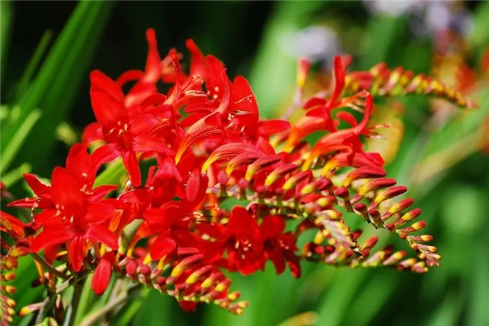 Crocosmia-1.jpeg