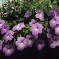 Ахименес длинноцветковый (Achimenes longifolia)