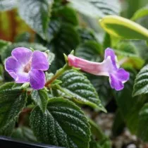 Ахименес крупноцветковый (Achimenes grandiflora)