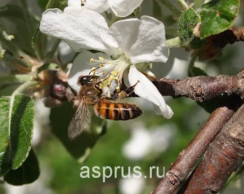 По каким причинам опадают яблоки, и как с этим бороться 5