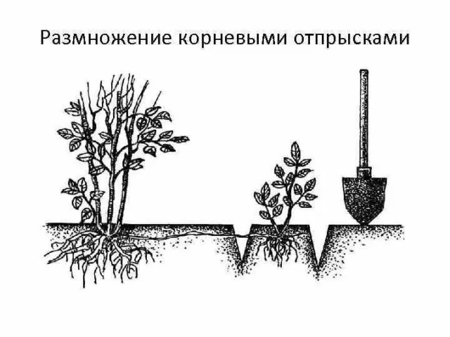 Способы размножения черноплодной рябины 2