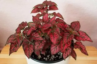 Гипоэстес кроваво-красный (Hypoestes sanguinolenta) 