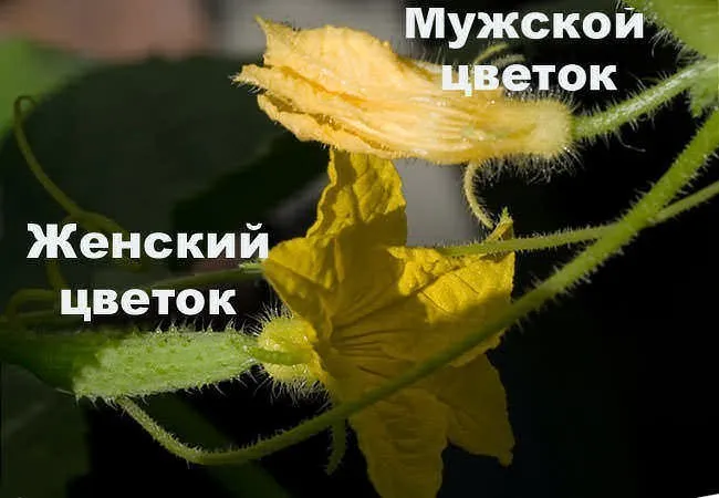 Цветы огурцов