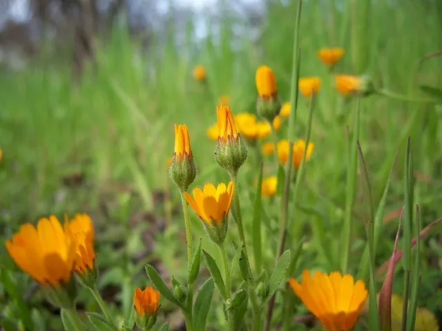 Календула полевая (Calendula Arvensis)