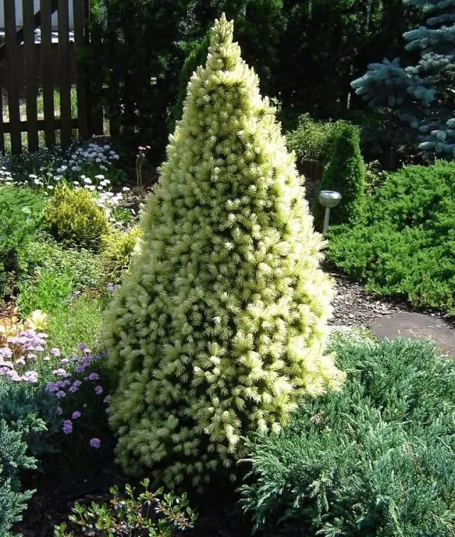 Ель канадская Дейзиес Вайт (Picea glauca)