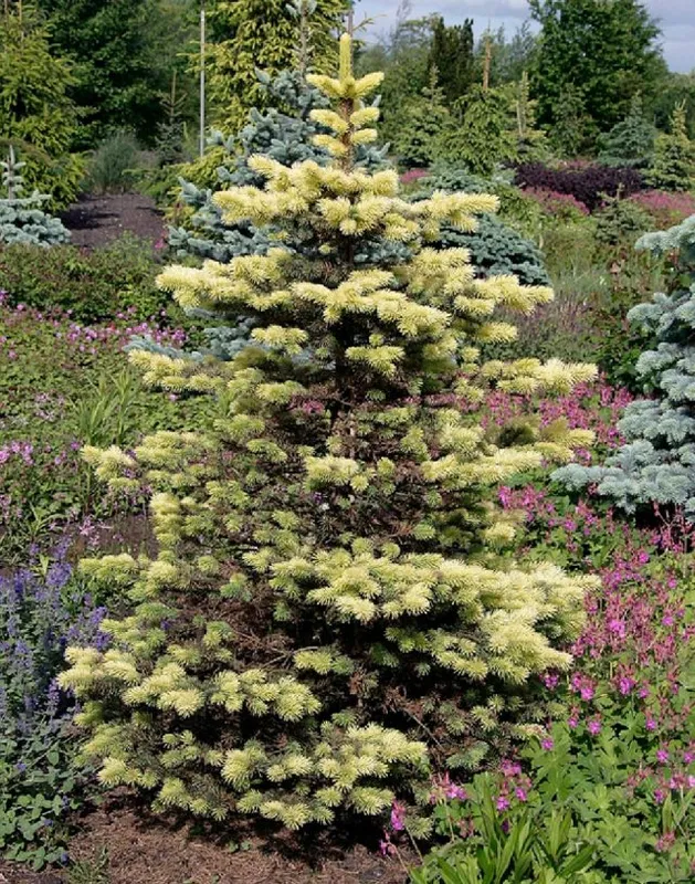 Ель колючая Майгольд (Picea pungens)