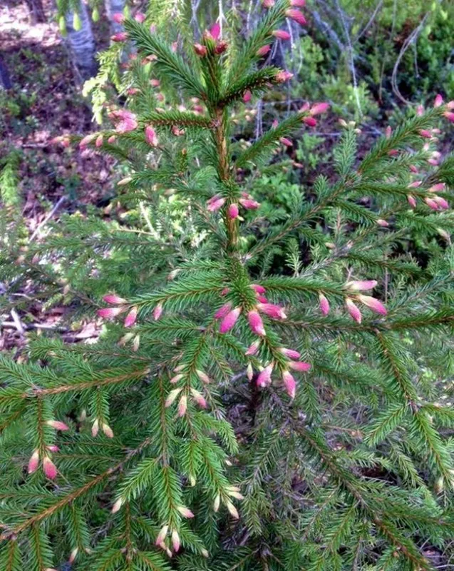 Ель обыкновенная Смальтрон (Picea abies)