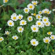 Нивяник болотный (Leucanthemum paludosum)