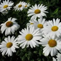 Нивяник наибольший (Leucanthemum maximum)