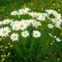 Нивяник обыкновенный (Leucanthemum vulgare)