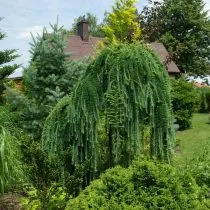 Европейская лиственница (Larix decidua), сорт Пендула (Pendula)