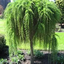 Европейская лиственница (Larix decidua), сорт Репенс (Repens)