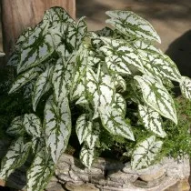 Каладиум Гумбольдта (Caladium humboldtii)