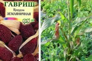 Кукуруза Земляничная: выращивание из семян, фото