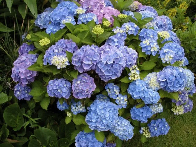 Гортензия крупнолистная (Hydrangea macrophylla)