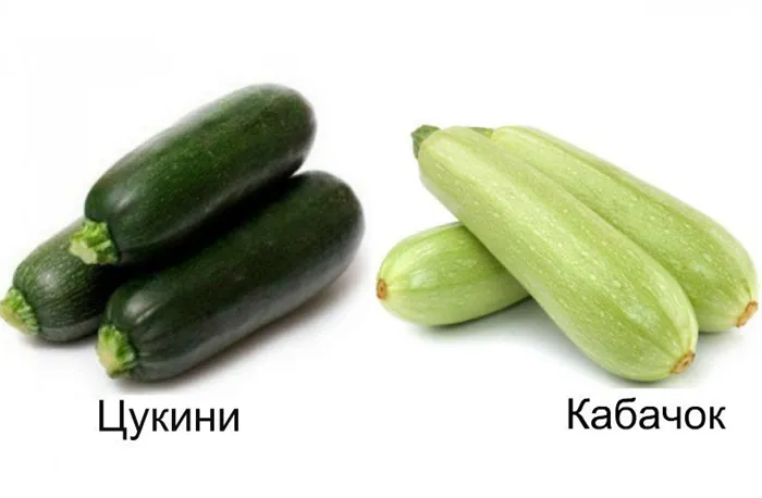 Цукини: как готовить и в чем отличие от кабачков 3