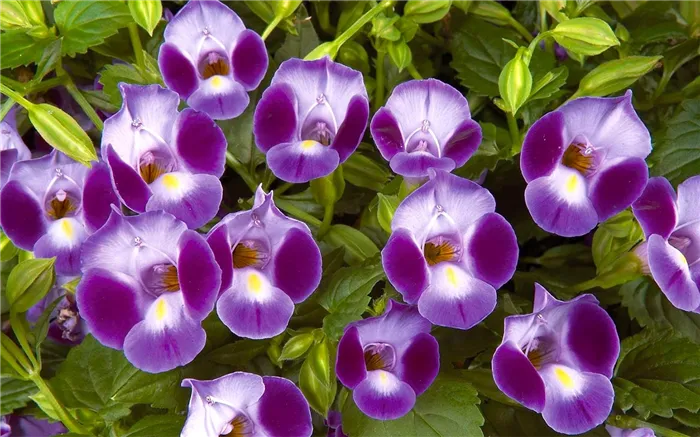 Торения (Torenia)