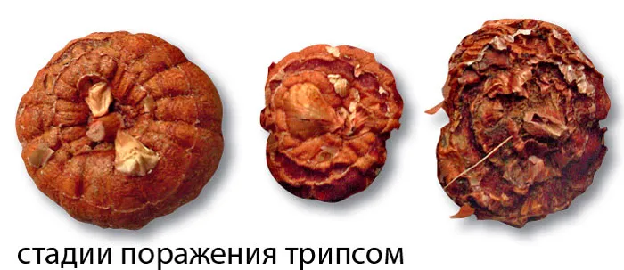 Гладиолус