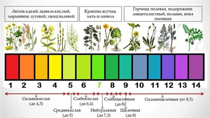 Кислотность почвы или ph 6