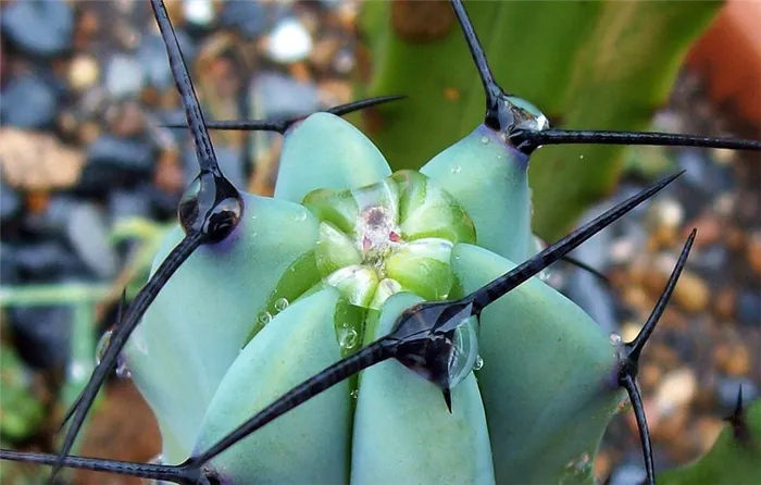 Myrtillocactus geometrizans @ carlosmgallery 