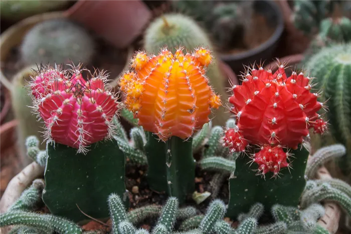 Gymnocalycium mihanovichii var friedrichii@Tiger Balm 