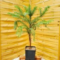 Араукария узколистная, или бразильская, канделябровое дерево (Araucaria angustifolia)