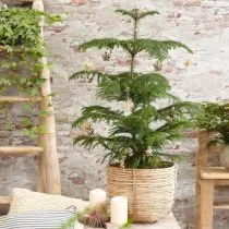 Араукария разнолистная (Araucaria heterophylla)