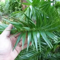 Араукария Ханстайна (Araucaria hunsteinii)