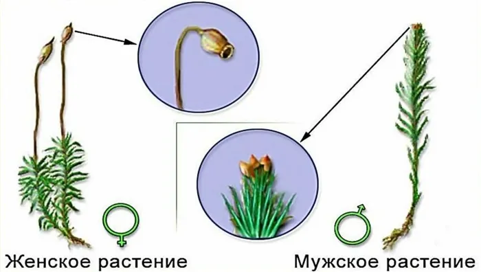 Чем сфагнум отличается от кукушкина льна 9