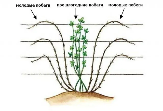 Схема формировки прямостоячей ежевики