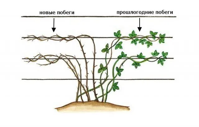 Схема формировки стелющейся ежевики