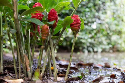 Ginger Torch