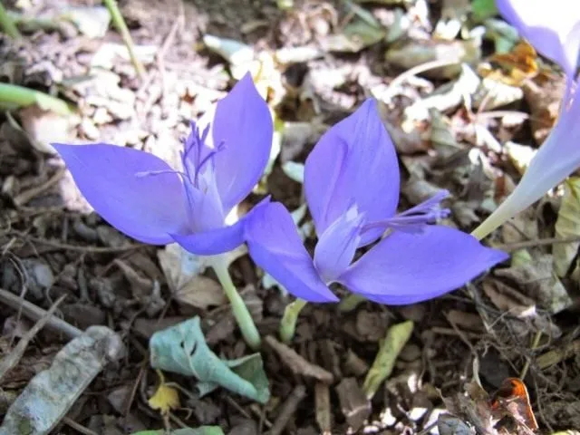 Шафран банатский, или Крокус банатский (Crocus banaticus)