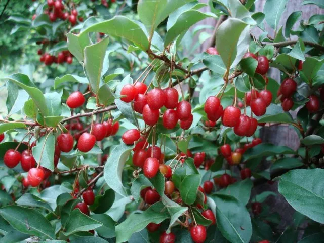 Гуми сорта Sweet Scarlet