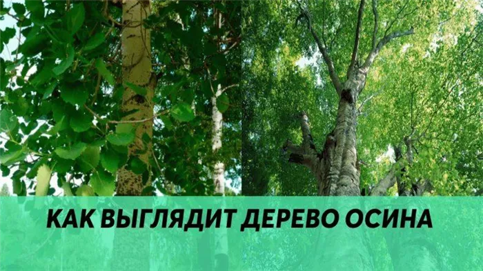 Ольха: описание дерева и свойств древесины 40